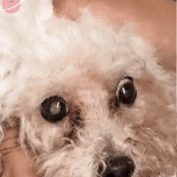 Mejora la visión de tu mascota y mejora su vida 🐶 💙