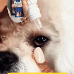 Mejora la visión de tu mascota y mejora su vida 🐶 💙