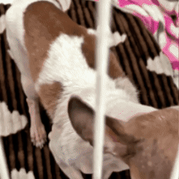 Mejora la visión de tu mascota y mejora su vida 🐶 💙